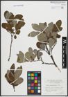 Foto von Salix appendiculata Vill.